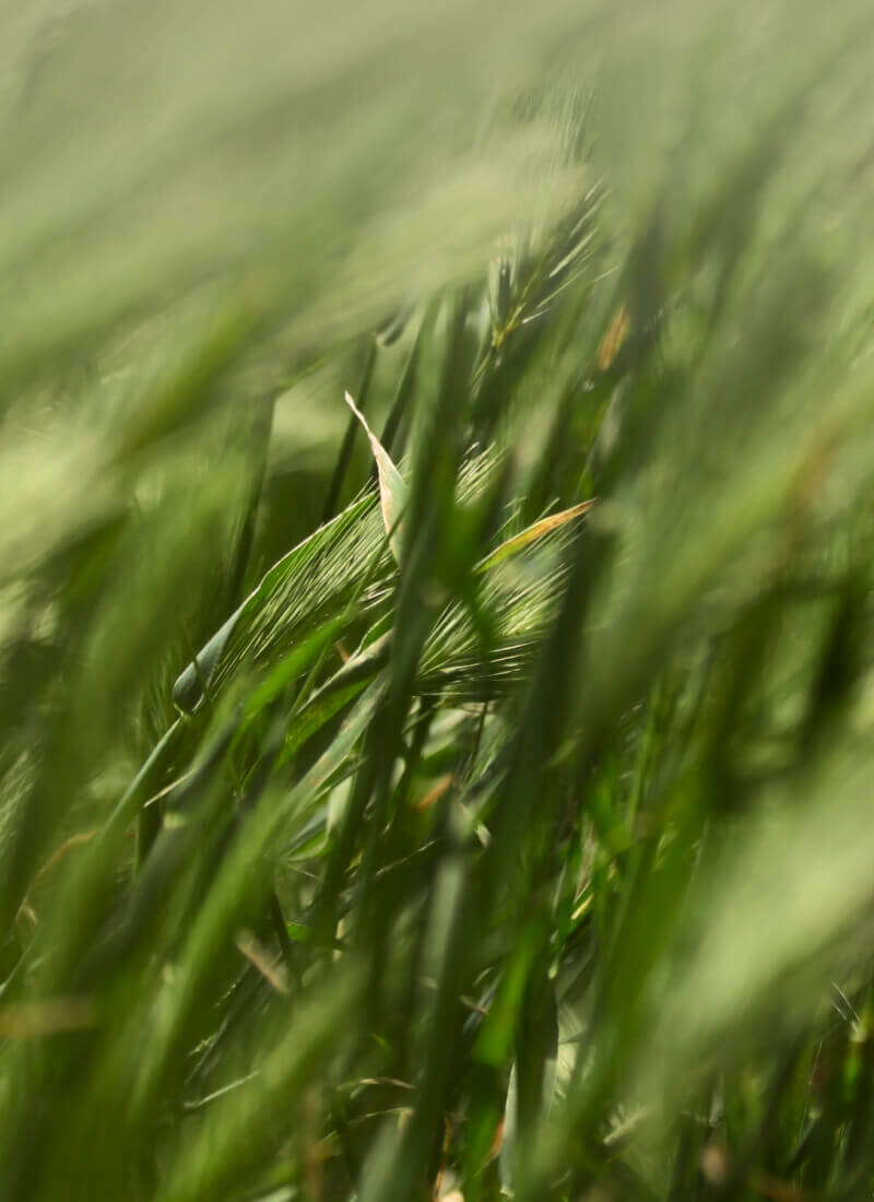forage grass